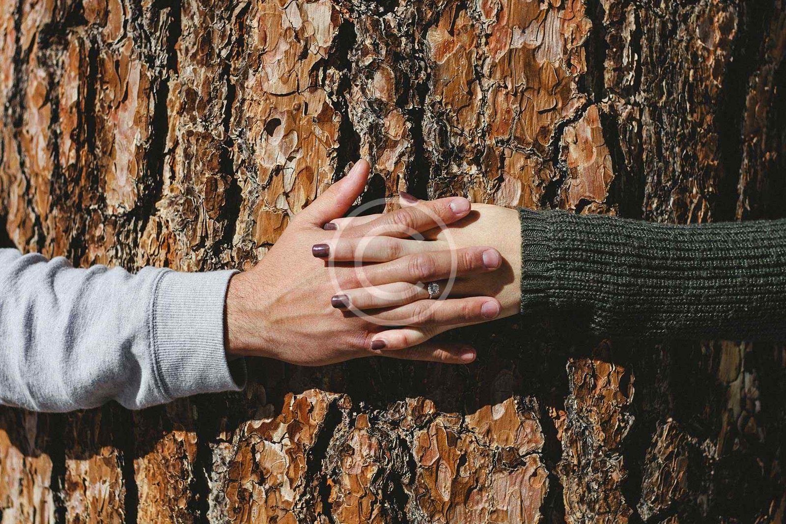 صورة مخزون محمية بحقوق النشر ليدي رجل وامرأة متشابكتين فوق لحاء شجرة خشن | Copyright-watermarked stock photo of a man's and a woman's hands clasped over rough tree bark