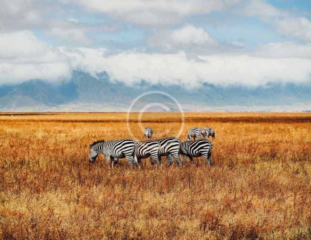 صورة مخزنة محمية بحقوق نشر لقطيع حمر وحشية يرعى في سهل عشبي تحت جبال ضبابية | Copyright-watermarked stock photo of a herd of zebras grazing on a grassy plain beneath misty mountains