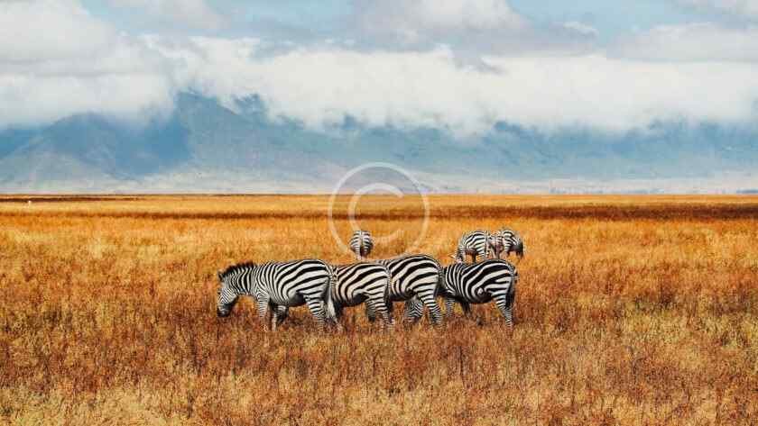 صورة مخزنة محمية بحقوق نشر لقطيع حمر وحشية يرعى في سهل عشبي تحت جبال ضبابية | Copyright-watermarked stock photo of a herd of zebras grazing on a grassy plain beneath misty mountains