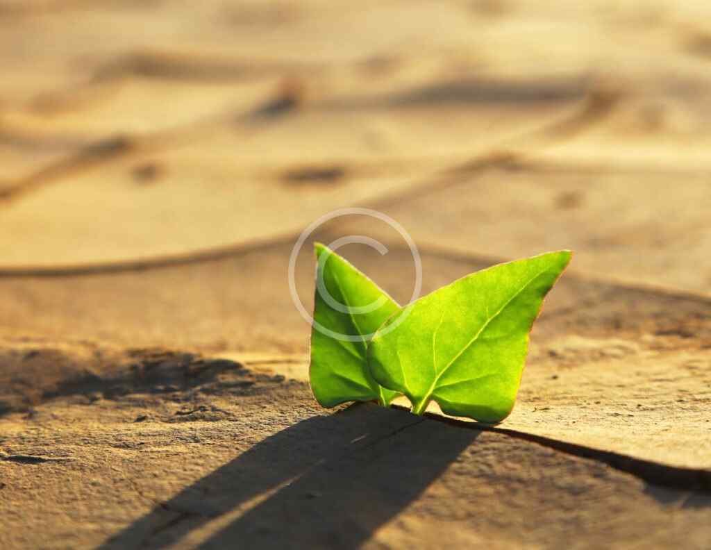 صورة مخزنة محمية بحقوق نشر لورقة خضراء تنبت من شق في أرض متشققة | Copyright-watermarked stock close-up of a green leaf sprouting from a crack in cracked earth