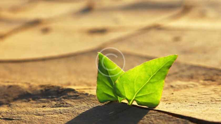 صورة مخزنة محمية بحقوق نشر لورقة خضراء تنبت من شق في أرض متشققة | Copyright-watermarked stock close-up of a green leaf sprouting from a crack in cracked earth