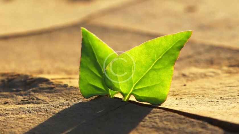 صورة مخزنة محمية بحقوق نشر لورقة خضراء تنبت من شق في أرض متشققة | Copyright-watermarked stock close-up of a green leaf sprouting from a crack in cracked earth
